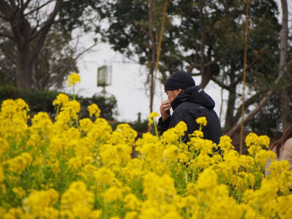 菜の花が満開＠神戸総合運動公園