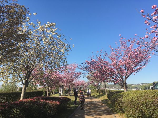 づつみ 小野 回廊 桜 おの桜づつみ回廊開花状況