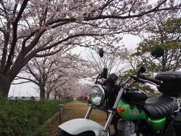 桜並木が綺麗
