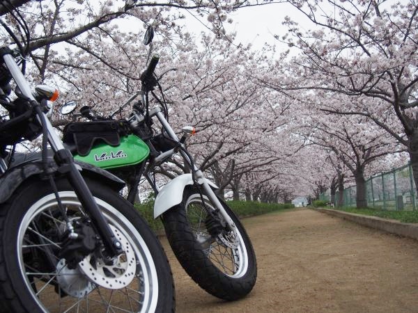 【駐車場は17時までです】桜満開！いなみ野水辺の里公園@兵庫県稲美町
